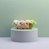 Four colorful alpaca wool plush dolls, cute and fun children's gift fabric dolls Application Scenario